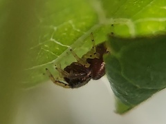 Zygoballus rufipes