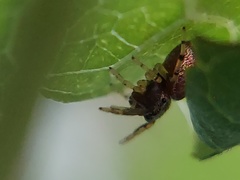 Zygoballus rufipes