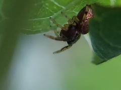 Zygoballus rufipes