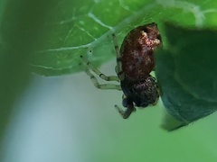 Zygoballus rufipes