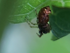 Zygoballus rufipes