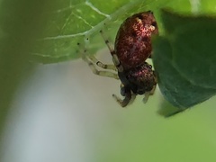 Zygoballus rufipes