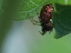 Zygoballus rufipes