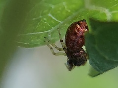 Zygoballus rufipes