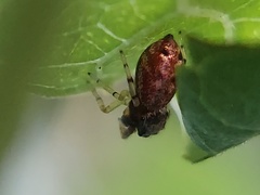 Zygoballus rufipes