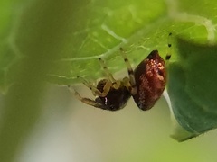 Zygoballus rufipes