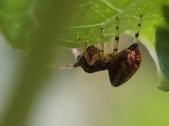 Zygoballus rufipes