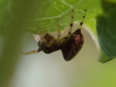 Zygoballus rufipes