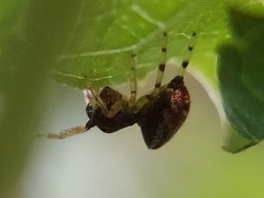 Zygoballus rufipes