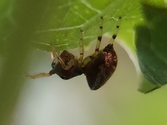 Zygoballus rufipes