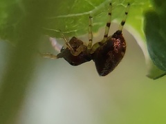 Zygoballus rufipes