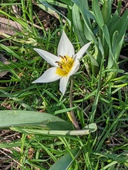 Tulipa turkestanica