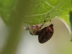 Zygoballus rufipes