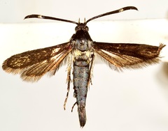 Carmenta subaerea