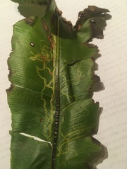 Phytomyza scolopendri