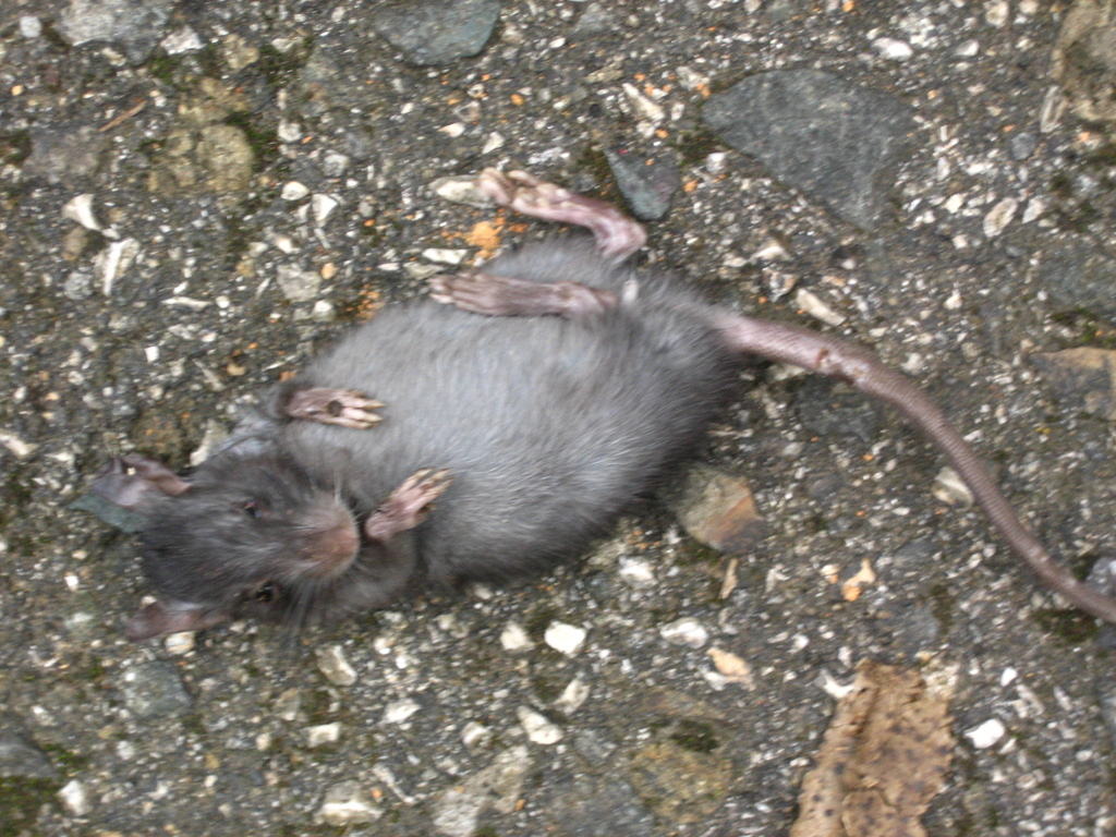 Puerto Rico Rats Black Rat from Veguitas, Jayuya 00664, Puerto Rico on September 9, 2009 ...