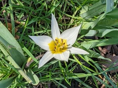 Tulipa turkestanica