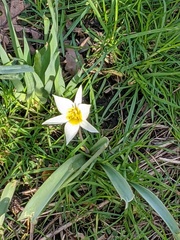 Tulipa turkestanica