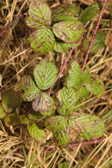 Rubus tuberculatus