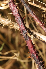 Rubus tuberculatus
