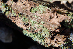 Cladonia robbinsii