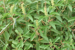 Acalypha communis