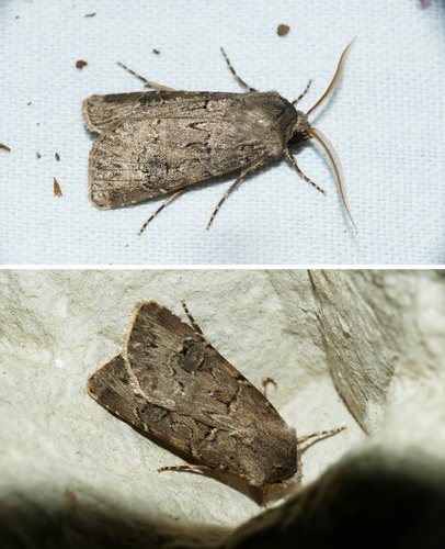 Agrotis bigramma