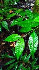 Palicourea longiflora