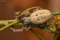 Stegodyphus tentoriicola