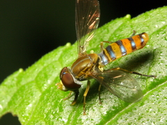 Toxomerus ecuadoreus