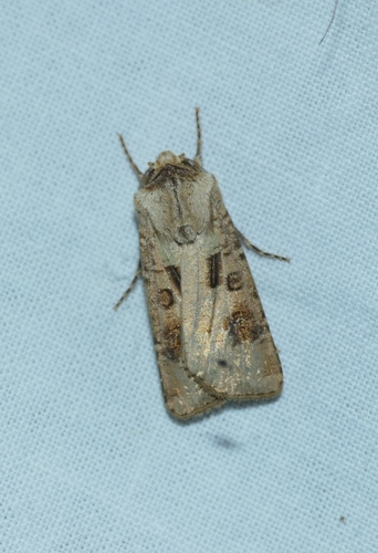 Agrotis clavis clavis