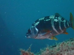 Chirodactylus variegatus