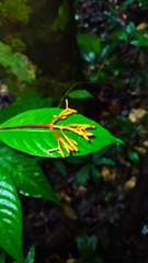 Palicourea longiflora