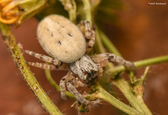 Stegodyphus tentoriicola