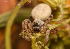 Stegodyphus tentoriicola