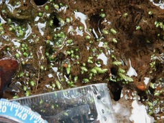 Philonotis capillaris