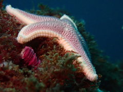 Odontaster penicillatus