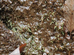 Philonotis capillaris