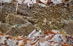 Philonotis capillaris