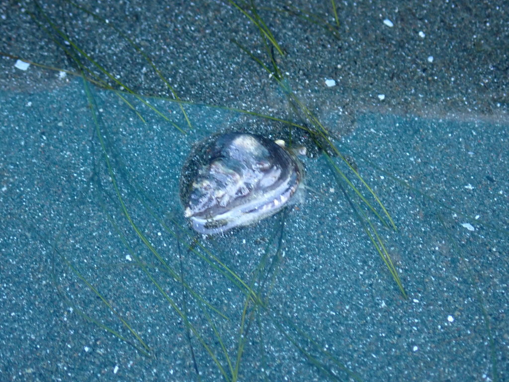 Phrontis luteostoma