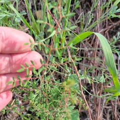 Pellaea andromedifolia