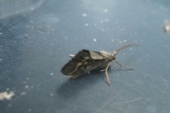 Pycnocentrodes aureolus