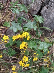 Stigmaphyllon angulosum