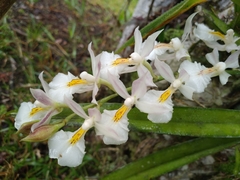 Rodriguezia bracteata