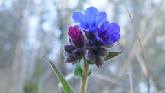 Pulmonaria longifolia