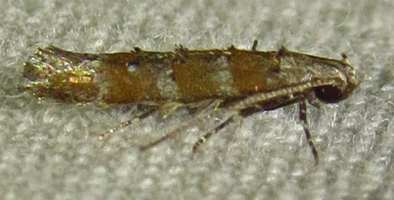 Pine Needleminer Moths