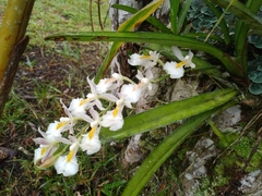 Rodriguezia bracteata