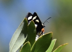 Alypia octomaculata image