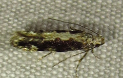 Coleotechnites florae