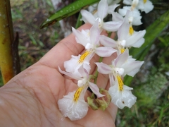 Rodriguezia bracteata